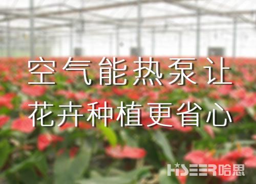 空氣能熱泵讓花卉種植更省心，優(yōu)品率可達(dá)90%以上